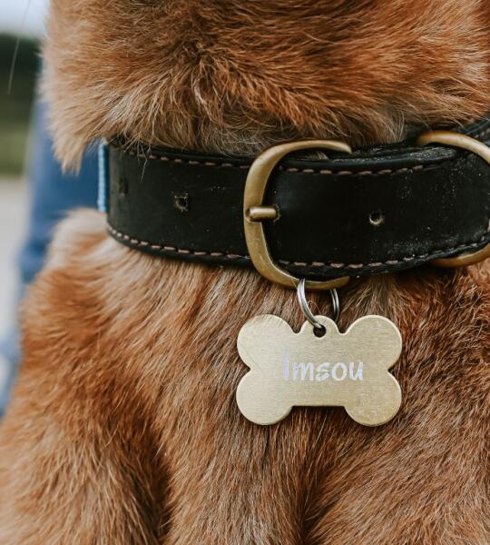 Aluminium hondenpenning – botvorm met lasergravure (40 x 27 mm)